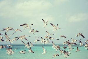 seagulls-815304__340